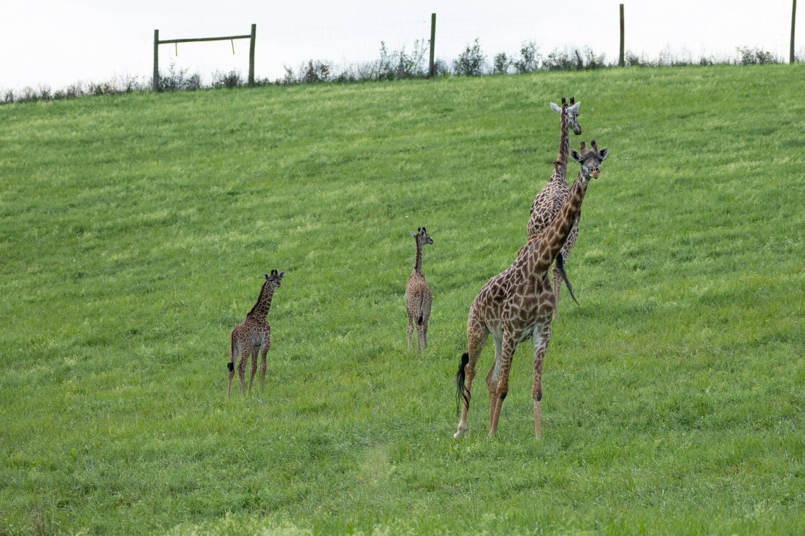 The Wilds Celebrates Birth of Second Endangered Giraffe Calf Columbus